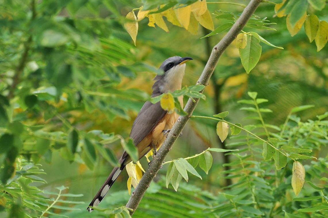 Mangrove cuckoo (Coccyzus minor) Providencia, SAP, Colombia. Mar 8th, 2018 Coccyzus minor,Colombia,Geotagged,Mangrove cuckoo,Winter