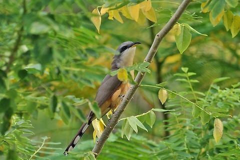 Mangrove cuckoo (Coccyzus minor) Providencia, SAP, Colombia. Mar 8th, 2018 Coccyzus minor,Colombia,Geotagged,Mangrove cuckoo,Winter