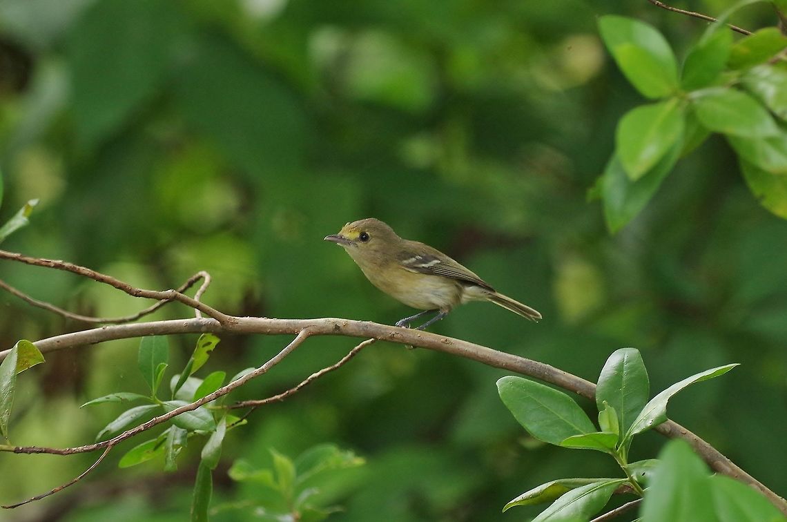 San Andres vireo (Vireo caribaeus) San Andres botanical garden, SAP, Colombia. Mar 12th, 2018 Colombia,Geotagged,San Andres vireo,Vireo caribaeus,Winter