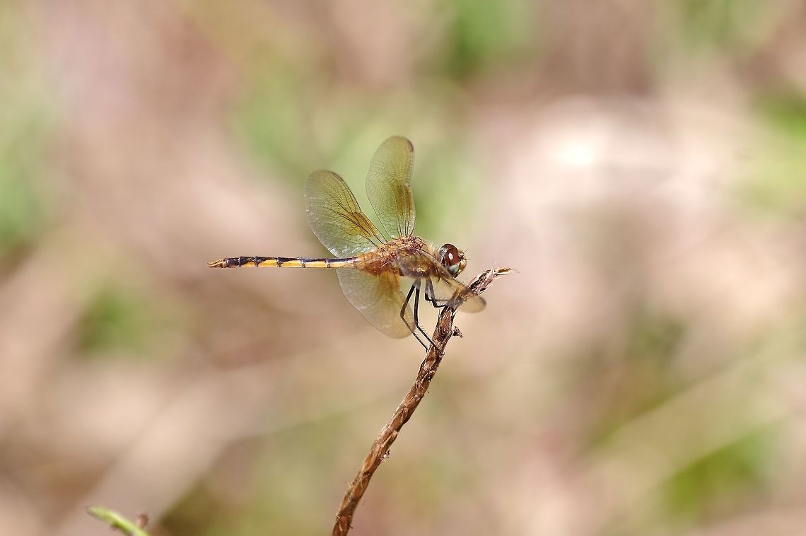 Tawny pennant (Brachymesia herbida) Isla Providencia, SAP, Colombia. Mar 10th, 2018 Brachymesia herbida,Colombia,Geotagged,Winter