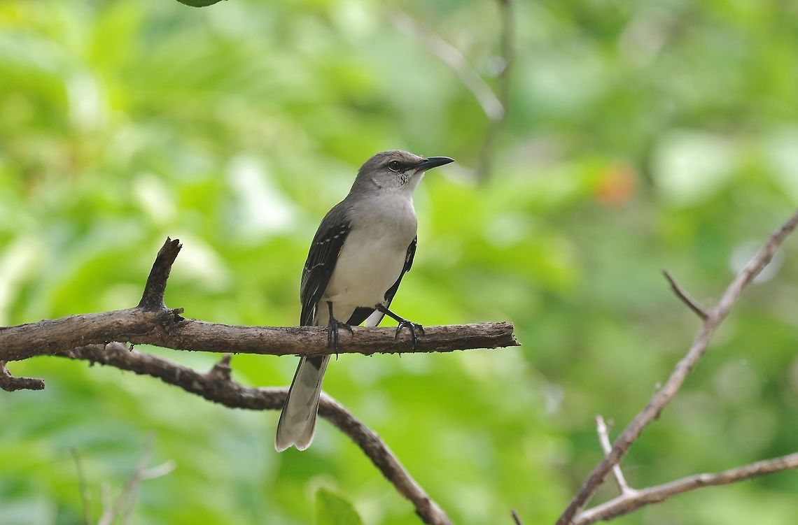San Andr&eacute;s mockingbird (Mimus magnirostris) San Andres botanical garden, SAP, Colombia. Mar 12th, 2018 Colombia,Geotagged,Mimus magnirostris,San Andres mockingbird,Winter