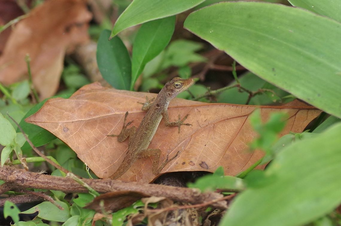 Isla San Andres Anole (Norops concolor) Old Point NP, Isla San Andres, Colombia. Mar 12th, 2018. Colombia,Geotagged,Isla San Andres Anole,Norops concolor,Winter