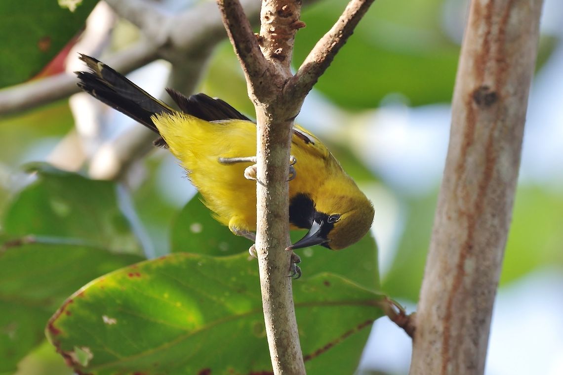 Jamaican oriole (Icterus leucopteryx) Old Point NP, Isla San Andres, Colombia. Mar 12th, 2018. Colombia,Geotagged,Icterus leucopteryx,Jamaican oriole,Winter
