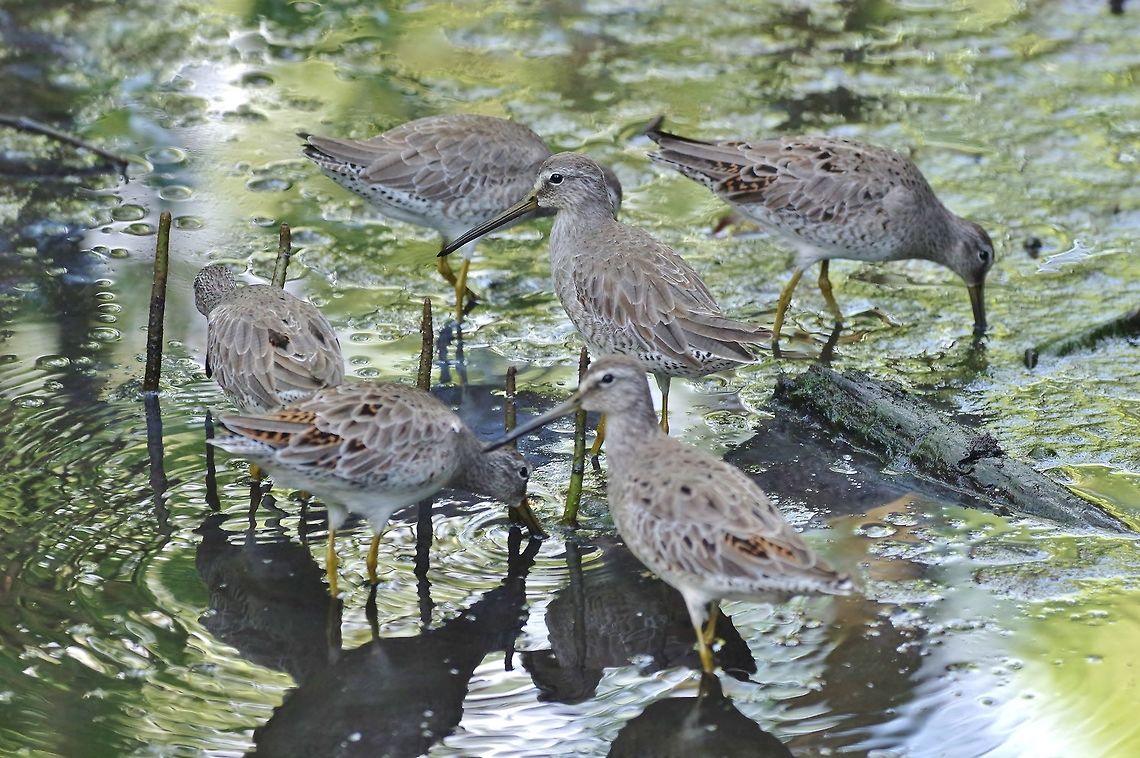Short-billed dowitcher (Limnodromus griseus) Old Point NP, Isla San Andres, Colombia. Mar 14th, 2018. Colombia,Geotagged,Limnodromus griseus,Short-billed dowitcher,Winter