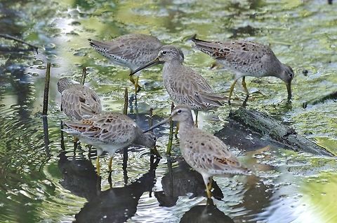Short-billed dowitcher (Limnodromus griseus) Old Point NP, Isla San Andres, Colombia. Mar 14th, 2018. Colombia,Geotagged,Limnodromus griseus,Short-billed dowitcher,Winter