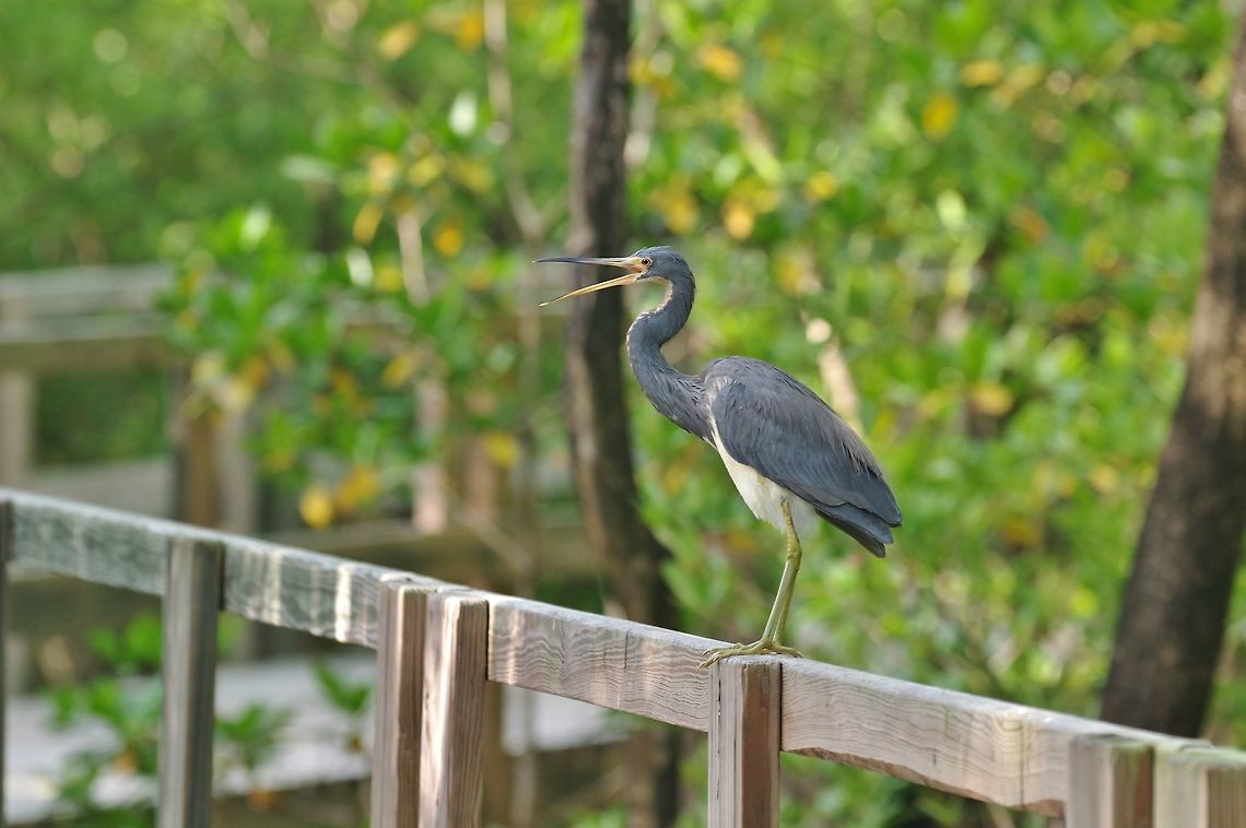 Tricolored heron (Egretta tricolor) Old Point NP, Isla San Andres, Colombia. Mar 14th, 2018. Colombia,Egretta tricolor,Geotagged,Tricolored heron,Winter