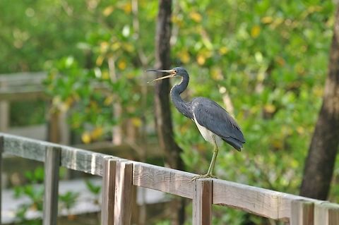 Tricolored heron (Egretta tricolor) Old Point NP, Isla San Andres, Colombia. Mar 14th, 2018. Colombia,Egretta tricolor,Geotagged,Tricolored heron,Winter