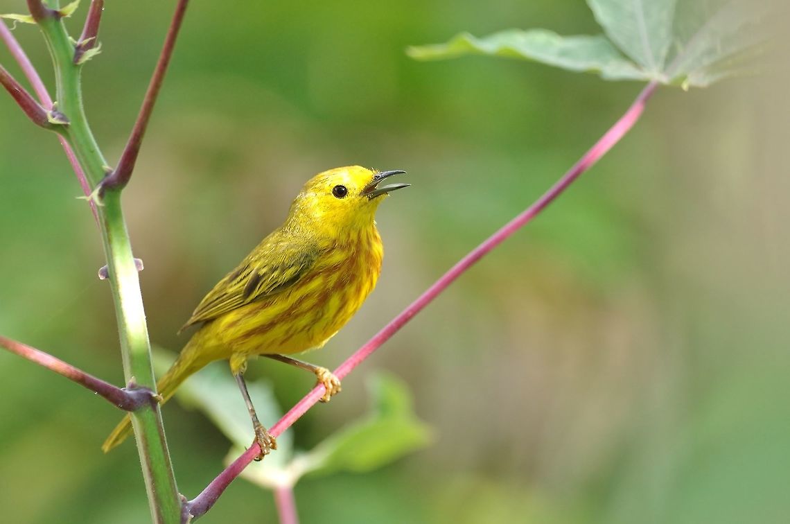 Yellow Warbler (Setophaga petechia) Old Point NP, Isla San Andres, Colombia. Mar 14th, 2018. Colombia,Geotagged,Setophaga petechia,Winter,Yellow Warbler