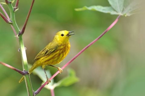 Yellow Warbler (Setophaga petechia) Old Point NP, Isla San Andres, Colombia. Mar 14th, 2018. Colombia,Geotagged,Setophaga petechia,Winter,Yellow Warbler