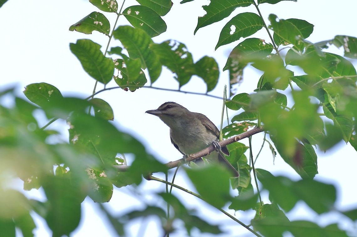 Black-whiskered vireo (Vireo altiloquus) Old Point NP, Isla San Andres, Colombia. Mar 14th, 2018. Black-whiskered vireo,Colombia,Geotagged,Vireo altiloquus,Winter