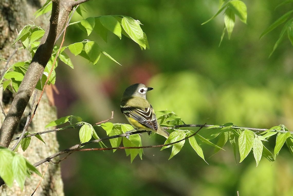 Blue-headed vireo (Vireo solitarius) Carondelet Park, St Louis, MO. May 8th, 2018 Blue-headed vireo,Geotagged,Spring,United States,Vireo solitarius