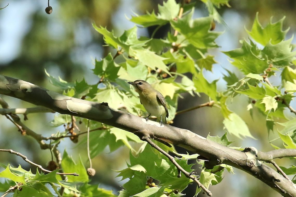 Philadelphia vireo (Vireo philadelphicus) Carondelet Park, St Louis, MO. May 8th, 2018 Geotagged,Philadelphia vireo,Spring,United States,Vireo philadelphicus