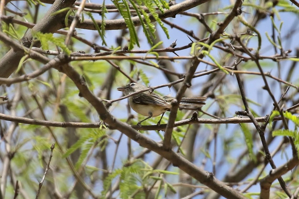 Bell's vireo (Vireo bellii) Patagonia, AZ. Apr 22nd, 2018 Bells vireo,Geotagged,Spring,United States,Vireo bellii