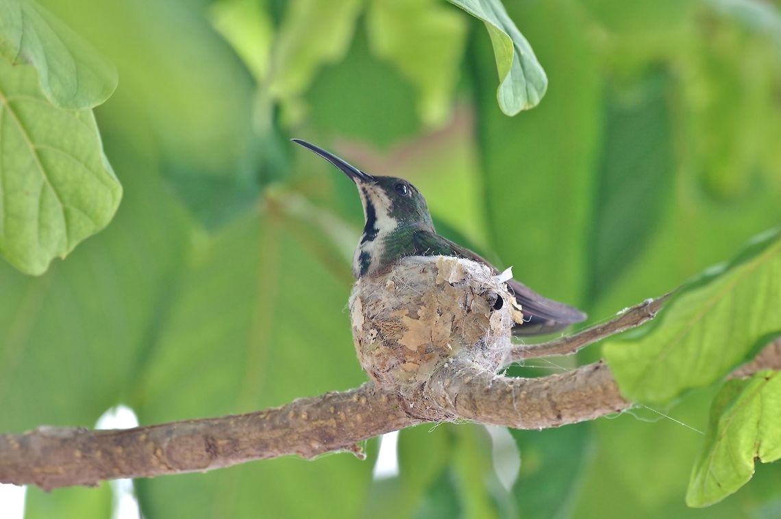 Green-breasted mango (Anthracothorax prevostii) Isla San Andres, SAP, Colombia. Mar 14th, 2018 Anthracothorax prevostii,Colombia,Geotagged,Green-breasted mango,Winter