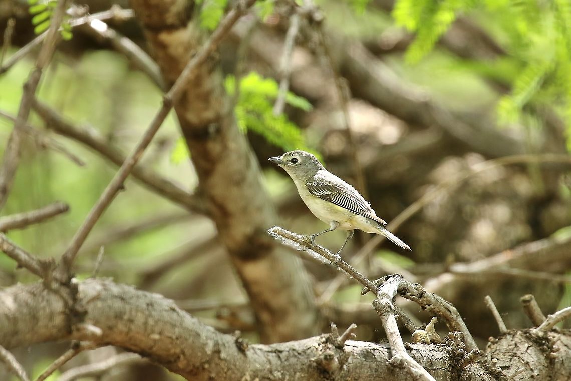 Cassin's vireo (Vireo cassinii) Patagonia State Park, AZ. Apr 22nd, 2018 Cassins vireo,Geotagged,Spring,United States,Vireo cassinii
