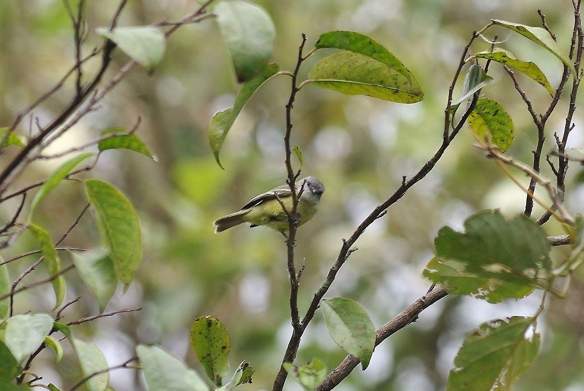 Yellow-crowned tyrannulet (Tyrannulus elatus) Laguna de Sonso, Valle del Cauca, Colombia. Mar 15th, 2018 Colombia,Geotagged,Tyrannulus elatus,Winter,Yellow-crowned tyrannulet