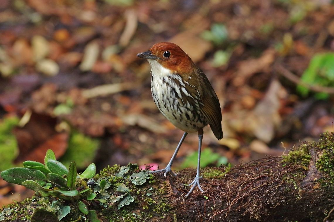 Chestnut-crowned antpitta (Grallaria ruficapilla) Reserva Rio Blanco, Caldas, Colombia. Mar 20th, 2018 Chestnut-crowned antpitta,Colombia,Geotagged,Grallaria ruficapilla,Winter