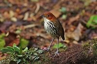 Chestnut-crowned antpitta (Grallaria ruficapilla) Reserva Rio Blanco, Caldas, Colombia. Mar 20th, 2018 Chestnut-crowned antpitta,Colombia,Geotagged,Grallaria ruficapilla,Winter