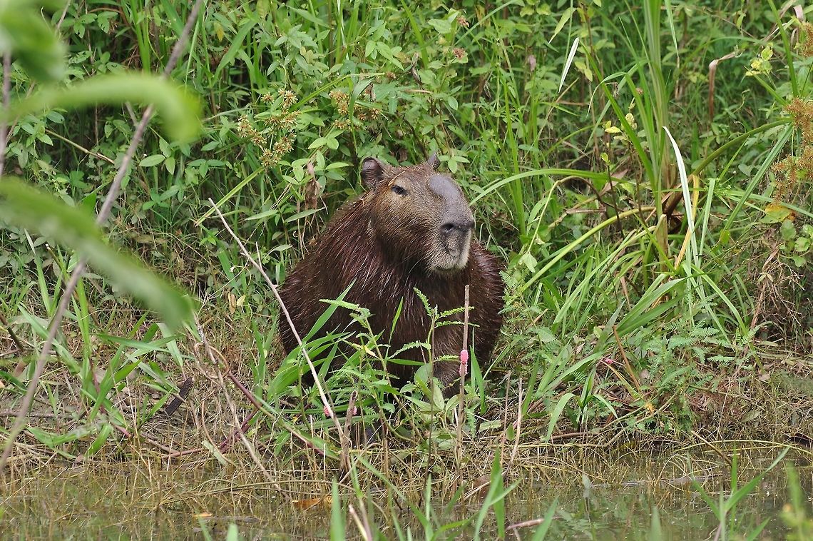 Lesser capybara (Hydrochoerus isthmius) RN Laguna de Sonso, VAC, Colombia. Mar 15th, 2018 Capybara,Colombia,Geotagged,Hydrochoerus hydrochaeris,Hydrochoerus isthmius,Winter