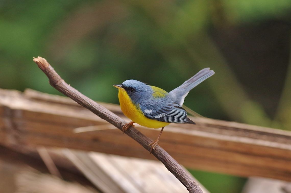 Tropical parula (Setophaga pitiayumi) RN Laguna de Sonso, VAC, Colombia. Mar 15th, 2018 Colombia,Geotagged,Setophaga pitiayumi,Tropical parula,Winter