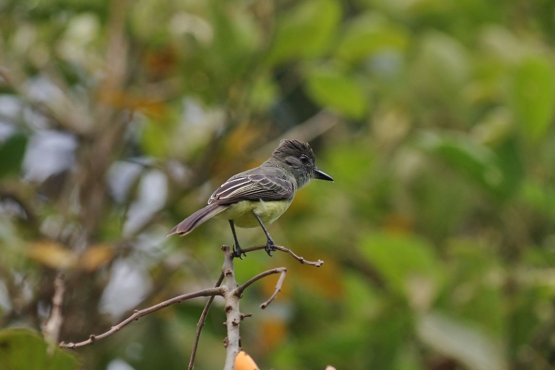 Apical flycatcher (Myiarchus apicalis) RN Laguna de Sonso, VAC, Colombia. Mar 15th, 2018 Apical flycatcher,Colombia,Geotagged,Myiarchus apicalis,Winter