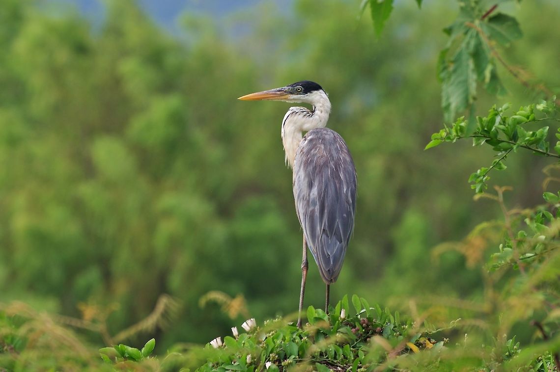 Cocoi Heron (Ardea cocoi) RN Laguna de Sonso, VAC, Colombia. Mar 15th, 2018 Ardea cocoi,Cocoi Heron,Colombia,Geotagged,Winter