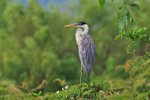 Cocoi Heron (Ardea cocoi) RN Laguna de Sonso, VAC, Colombia. Mar 15th, 2018 Ardea cocoi,Cocoi Heron,Colombia,Geotagged,Winter