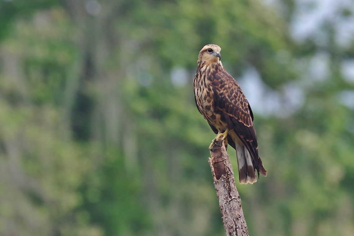 Snail Kite (Rostrhamus sociabilis) RN Laguna de Sonso, VAC, Colombia. Mar 15th, 2018 Colombia,Geotagged,Rostrhamus sociabilis,Snail Kite,Winter