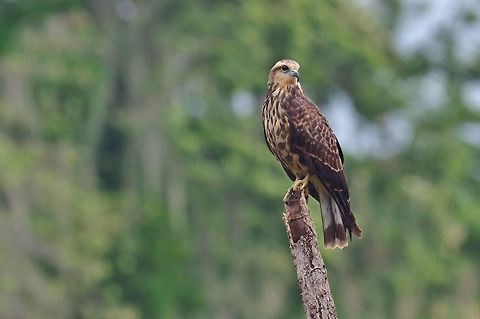 Snail Kite (Rostrhamus sociabilis) RN Laguna de Sonso, VAC, Colombia. Mar 15th, 2018 Colombia,Geotagged,Rostrhamus sociabilis,Snail Kite,Winter