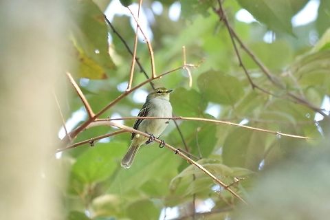 Golden-faced tyrannulet (Zimmerius chrysops) RN El Vinculo, VAC, Colombia. Mar 16th, 2018 Colombia,Geotagged,Golden-faced tyrannulet,Winter,Zimmerius chrysops