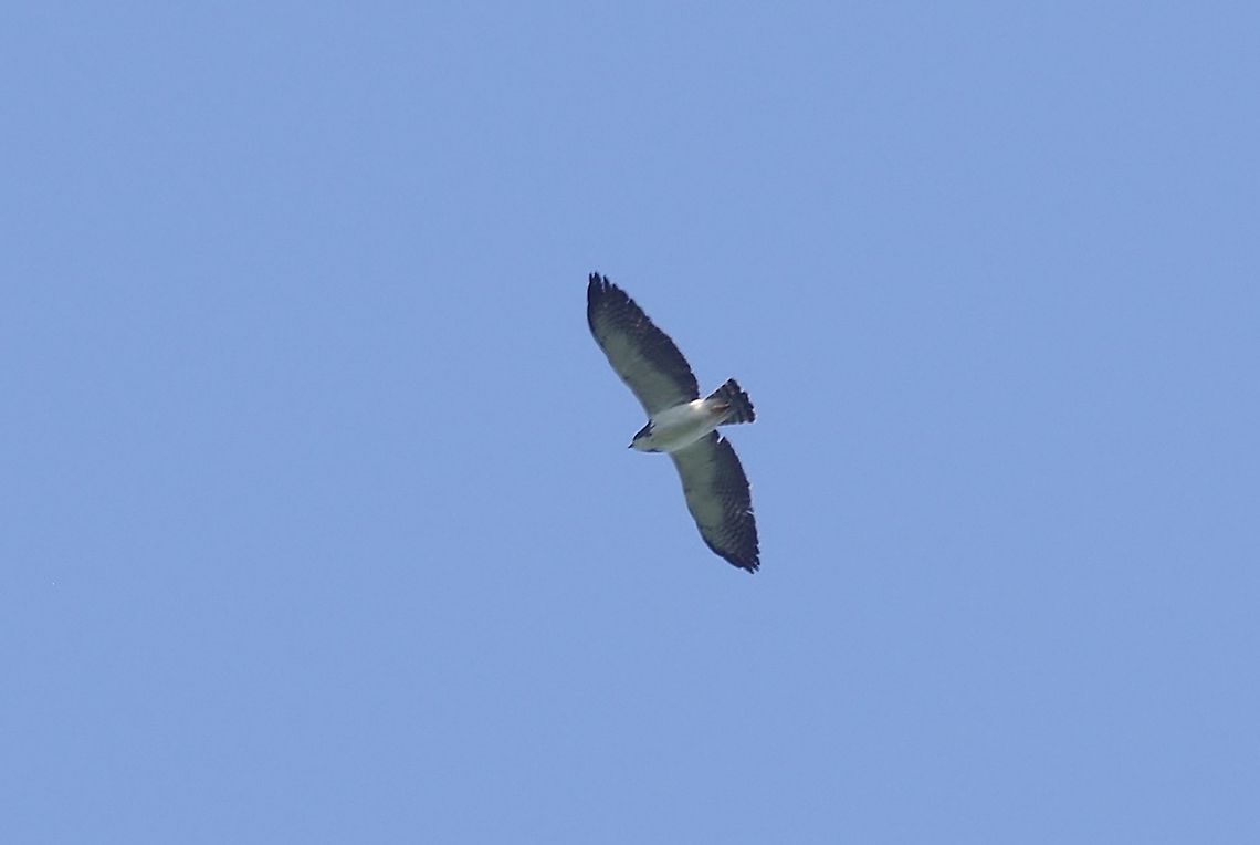 Short-tailed hawk (Buteo brachyurus) RN El Vinculo, VAC, Colombia. Mar 16th, 2018 Buteo brachyurus,Colombia,Geotagged,Short-tailed hawk,Winter