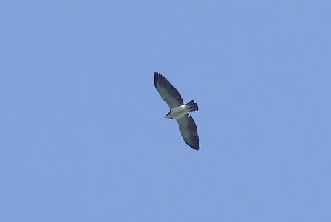 Short-tailed hawk (Buteo brachyurus) RN El Vinculo, VAC, Colombia. Mar 16th, 2018 Buteo brachyurus,Colombia,Geotagged,Short-tailed hawk,Winter