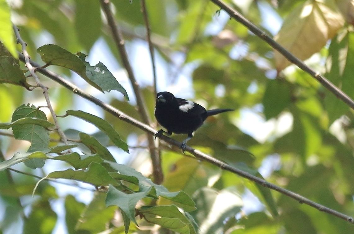 White-shouldered tanager (Tachyphonus luctuosus) RN El Vinculo, VAC, Colombia. Mar 16th, 2018 Colombia,Geotagged,Tachyphonus luctuosus,White-shouldered tanager,Winter