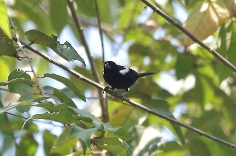 White-shouldered tanager (Tachyphonus luctuosus) RN El Vinculo, VAC, Colombia. Mar 16th, 2018 Colombia,Geotagged,Tachyphonus luctuosus,White-shouldered tanager,Winter