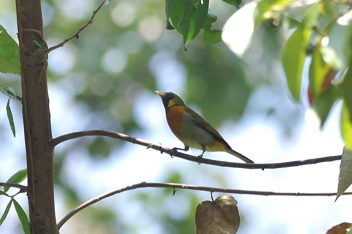 Guira tanager (Hemithraupis guira) RN El Vinculo, VAC, Colombia. Mar 16th, 2018 Colombia,Geotagged,Guira tanager,Hemithraupis guira,Winter