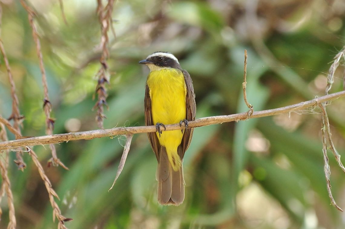 Rusty-margined flycatcher (Myiozetetes cayanensis)  Colombia,Geotagged,Myiozetetes cayanensis,Rusty-margined flycatcher,Winter