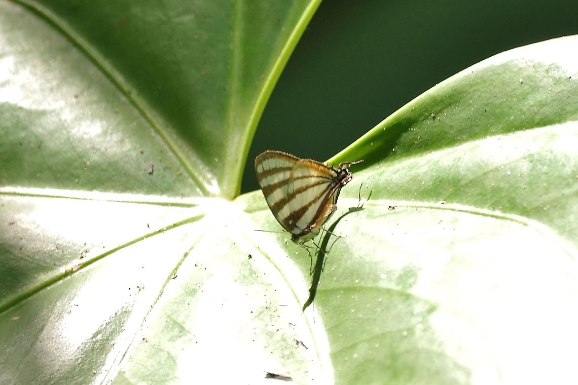 Togarna Hairstreak (Arawacus togarna) RN El Vinculo, VAC, Colombia. Mar 16th, 2018 Arawacus togarna,Colombia,Geotagged,Togarna Hairstreak,Winter