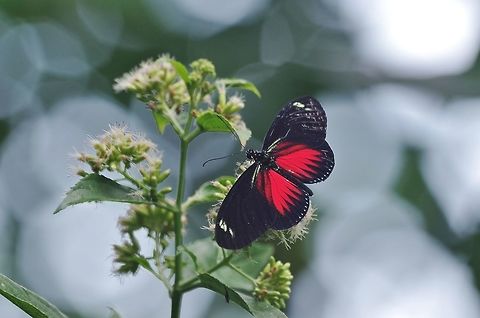 Doris Longwing (Laparus doris) RN El Vinculo, VAC, Colombia. Mar 16th, 2018 Colombia,Doris Longwing,Geotagged,Laparus doris,Winter