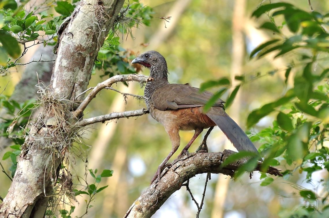 Colombian chachalaca (Ortalis columbiana) RN El Vinculo, VAC, Colombia. Mar 16th, 2018 Colombia,Colombian chachalaca,Geotagged,Ortalis columbiana,Winter