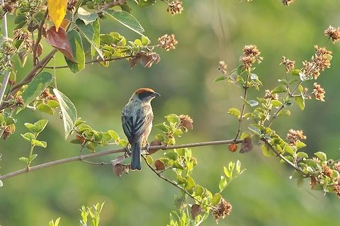 Scrub tanager (Tangara vitriolina) RN El Vinculo, VAC, Colombia. Mar 16th, 2018 Colombia,Geotagged,Scrub tanager,Tangara vitriolina,Winter