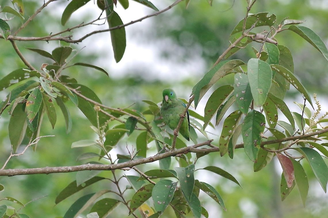 Can you spot him? RN El Vinculo, VAC, Colombia. Mar 17th, 2018 Colombia,Forpus conspicillatus,Geotagged,Spectacled parrotlet,Winter