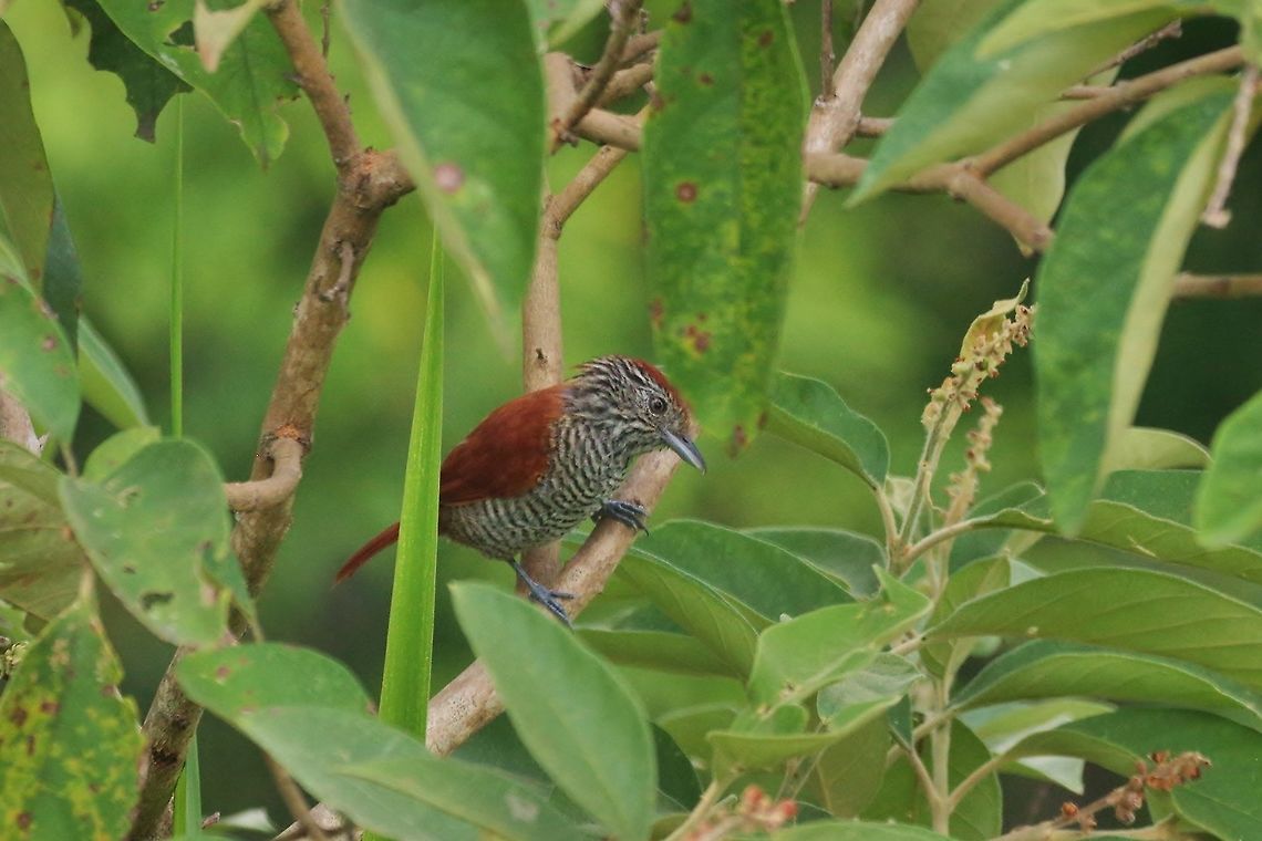 Bar-crested antshrike (Thamnophilus multistriatus) RN El Vinculo, VAC, Colombia. Mar 17th, 2018 Bar-crested antshrike,Colombia,Geotagged,Thamnophilus multistriatus,Winter