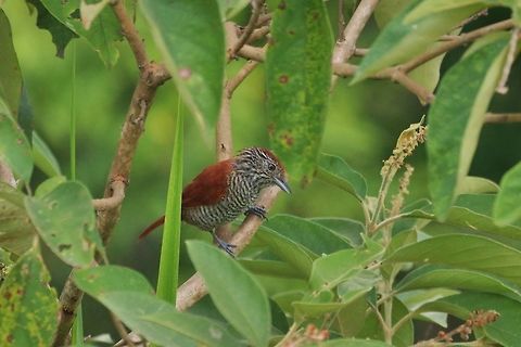 Bar-crested antshrike (Thamnophilus multistriatus) RN El Vinculo, VAC, Colombia. Mar 17th, 2018 Bar-crested antshrike,Colombia,Geotagged,Thamnophilus multistriatus,Winter