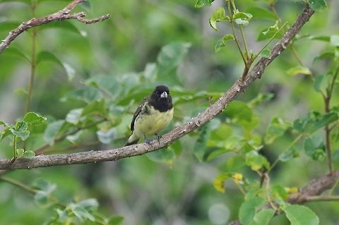 Yellow-bellied seedeater (Sporophila nigricollis) male RN El Vinculo, VAC, Colombia. Mar 17th, 2018 Colombia,Geotagged,Sporophila nigricollis,Winter,Yellow-bellied seedeater