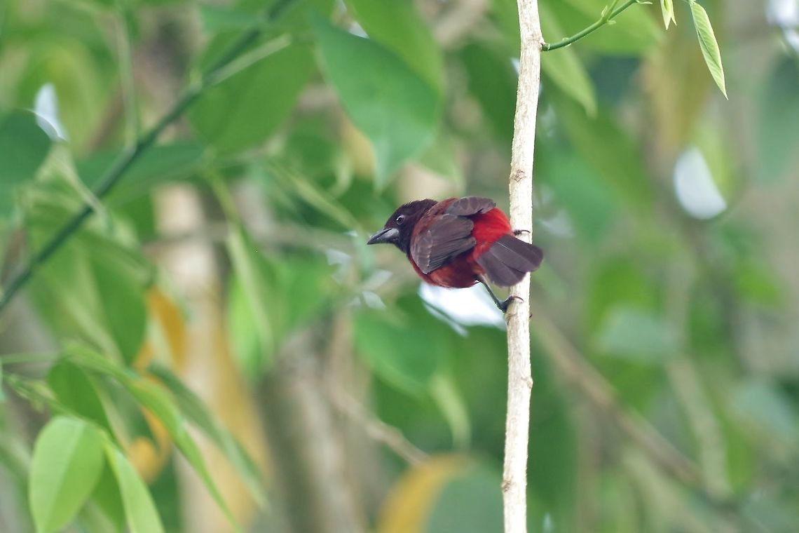 Crimson-backed tanager (Ramphocelus dimidiatus) RN El Vinculo, VAC, Colombia. Mar 17th, 2018 Colombia,Crimson-backed tanager,Geotagged,Ramphocelus dimidiatus,Winter