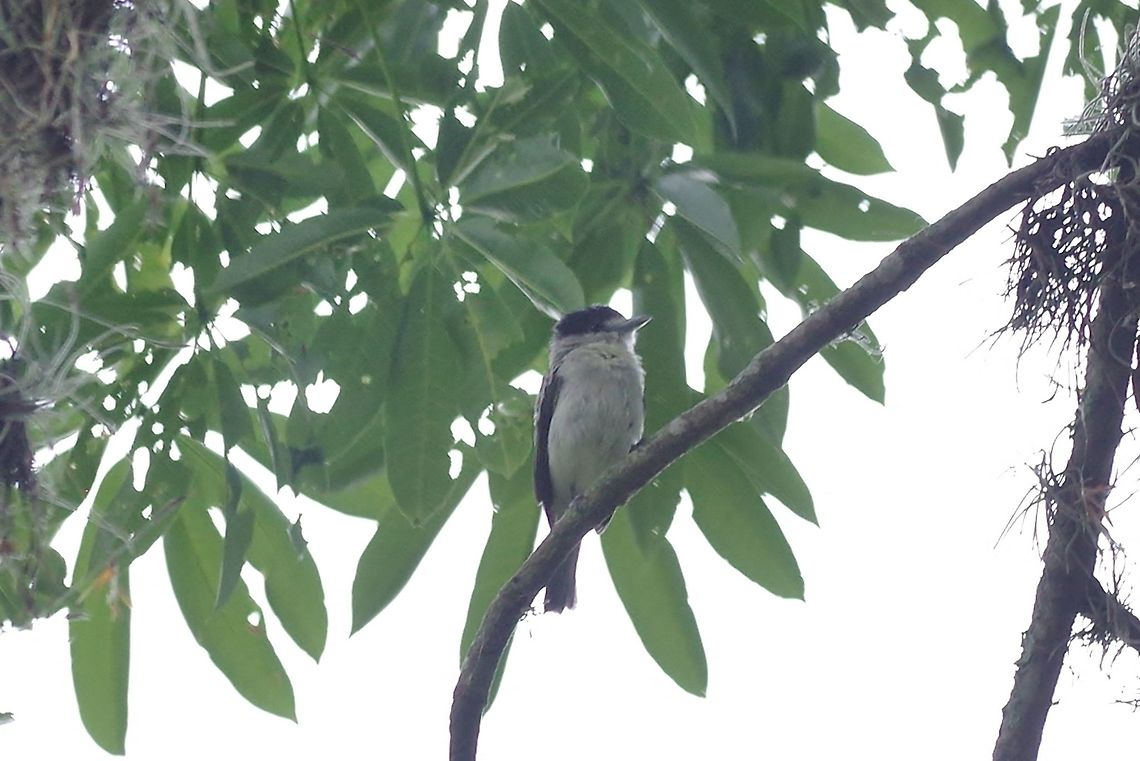 Cinereous becard (Pachyramphus rufus) RN El Vinculo, VAC, Colombia. Mar 17th, 2018 Cinereous becard,Colombia,Geotagged,Pachyramphus rufus,Winter