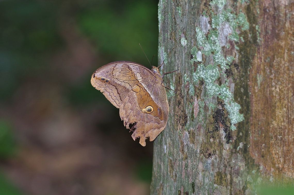 Eryphanis lycomedon (Nymphalidae) RN El Vinculo, VAC, Colombia. Mar 17th, 2018 Colombia,Eryphanis lycomedon,Geotagged,Winter