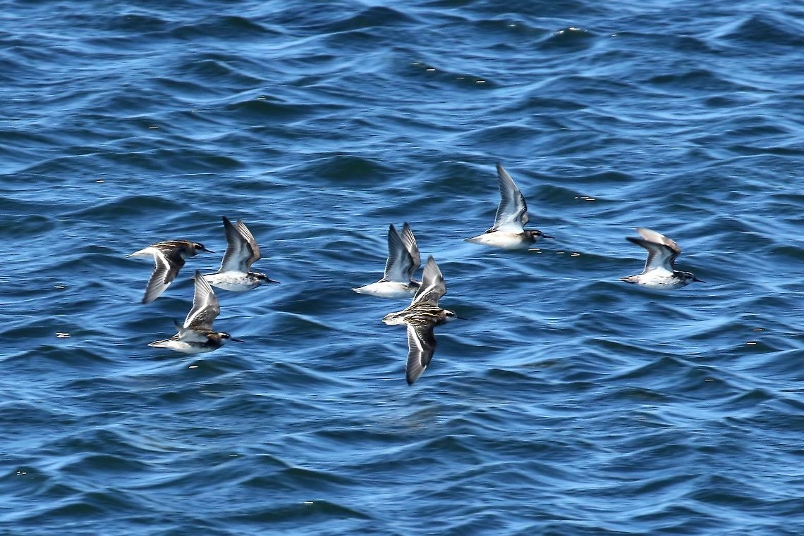 Red-necked phalarope (Phalaropus lobatus) Gar&eth;ur lighthouse, Iceland. Aug 6, 2018 Geotagged,Iceland,Phalaropus lobatus,Red-necked phalarope,Summer