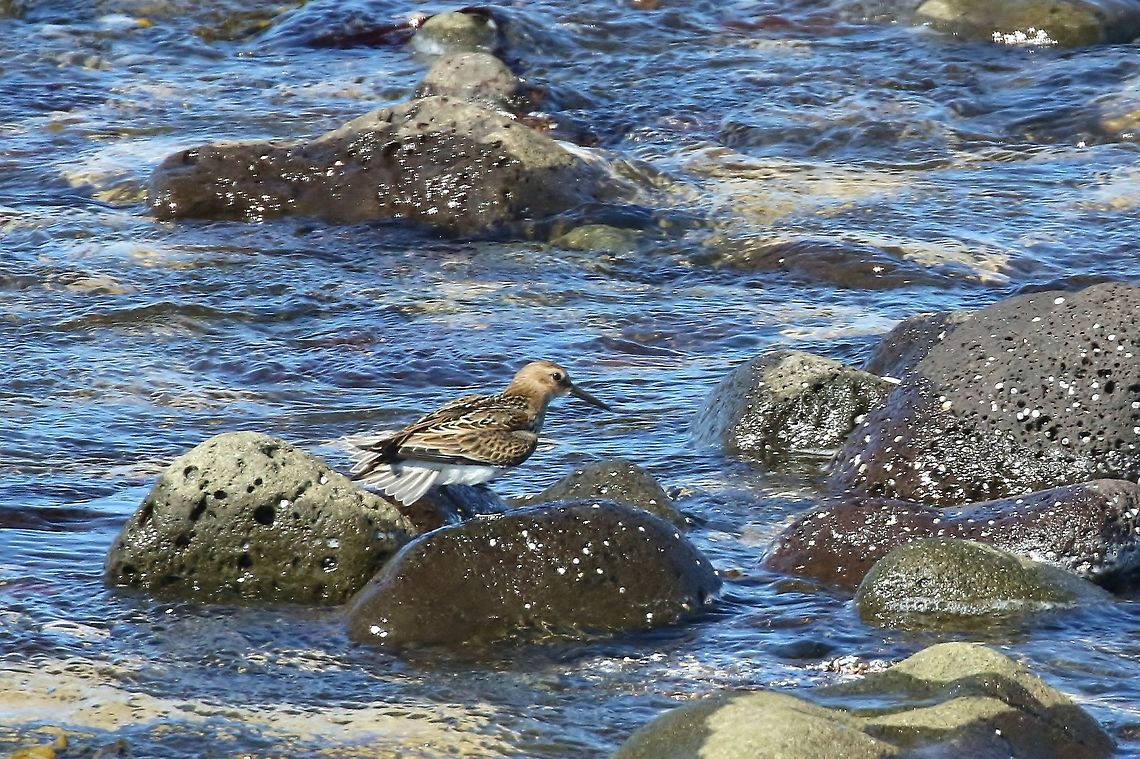 Dunlin (Calidris alpina) Gar&eth;ur lighthouse, Iceland. Aug 6, 2018 Calidris alpina,Dunlin,Geotagged,Iceland,Summer