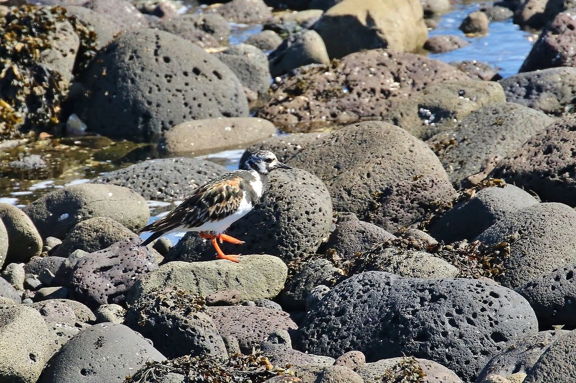 Ruddy Turnstone (Arenaria interpres) Gar&eth;ur lighthouse, Iceland. Aug 6, 2018 Arenaria interpres,Geotagged,Iceland,Ruddy Turnstone,Summer